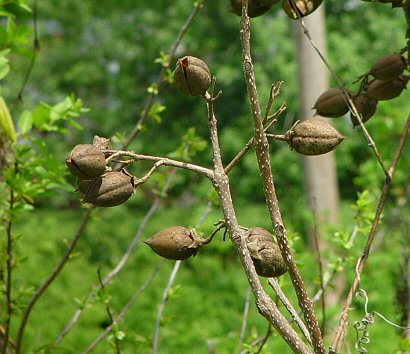 Paulownia_tomentosa_fruits.jpg