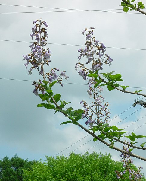 Paulownia_tomentosa_plant.jpg