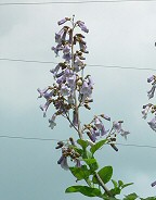 Paulownia tomentosa thumbnail