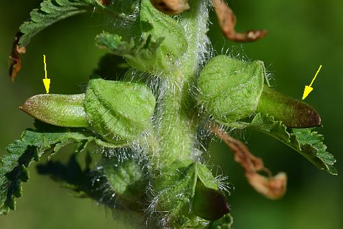 Pedicularis_canadensis_diagram2.jpg