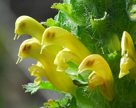 Pedicularis_canadensis_flowers.jpg