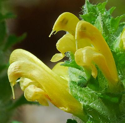 Pedicularis_canadensis_flowers2.jpg