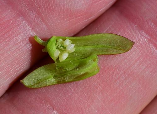 Pedicularis_canadensis_fruit1.jpg