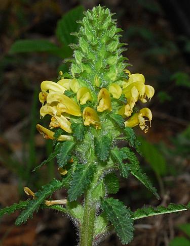 Pedicularis_canadensis_inflorescence.jpg