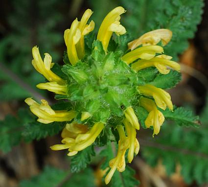 Pedicularis_canadensis_inflorescence2.jpg