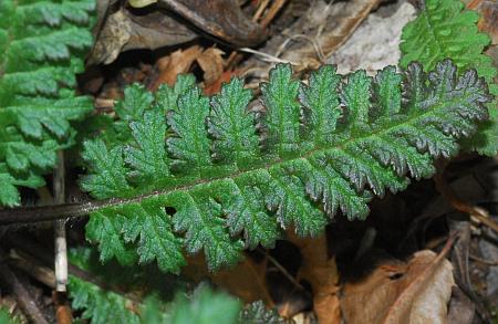 Pedicularis_canadensis_leaf1.jpg