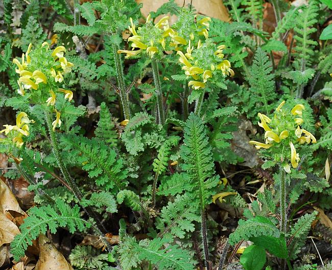 Pedicularis_canadensis_plant.jpg