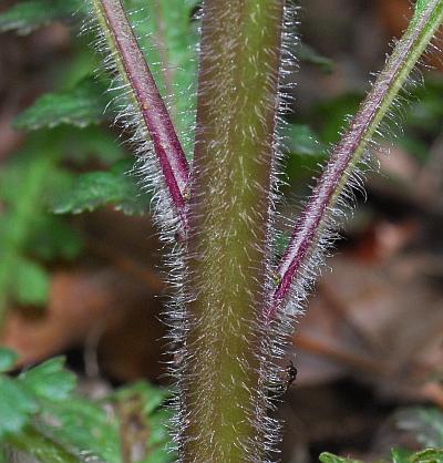 Pedicularis_canadensis_stem.jpg