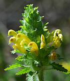 Pedicularis canadensis thumbnail