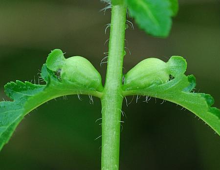 Pedicularis_lanceolata_fruits1.jpg