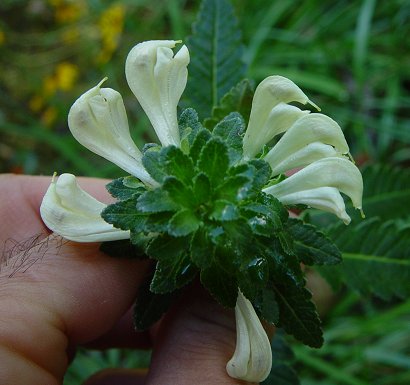 Pedicularis_lanceolata_inflorescence.jpg