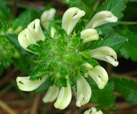 Pedicularis_lanceolata_inflorescence2.jpg