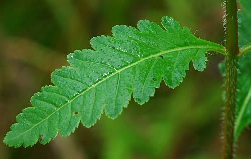 Pedicularis_lanceolata_leaf1.jpg