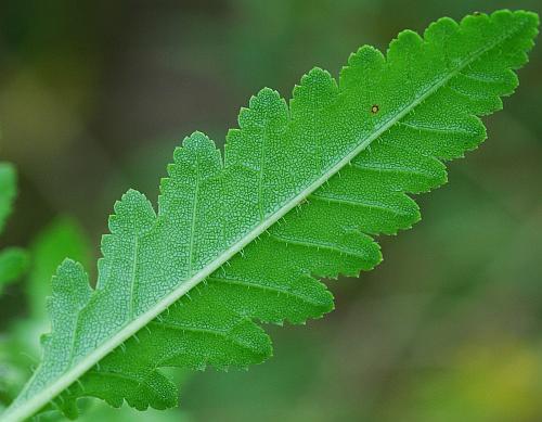 Pedicularis_lanceolata_leaf2.jpg