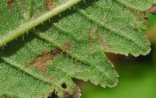 Pedicularis_lanceolata_leaf2a.jpg