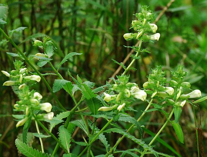 Pedicularis_lanceolata_plant.jpg