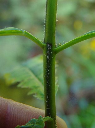 Pedicularis_lanceolata_stem.jpg