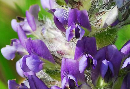 Pediomelum_esculentum_flowers.jpg