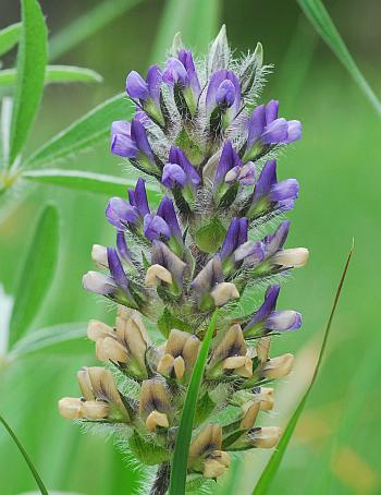 Pediomelum_esculentum_inflorescence.jpg