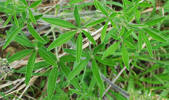 Pediomelum_esculentum_leaves.jpg