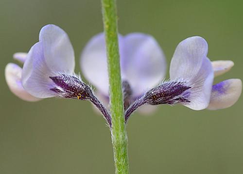 Pediomelum_tenuiflorum_calyces.jpg