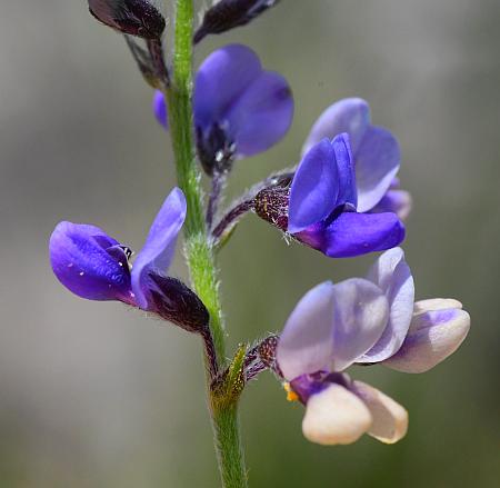 Pediomelum_tenuiflorum_flowers.jpg