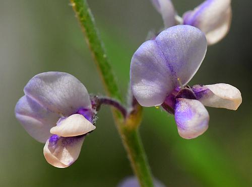 Pediomelum_tenuiflorum_flowers1.jpg