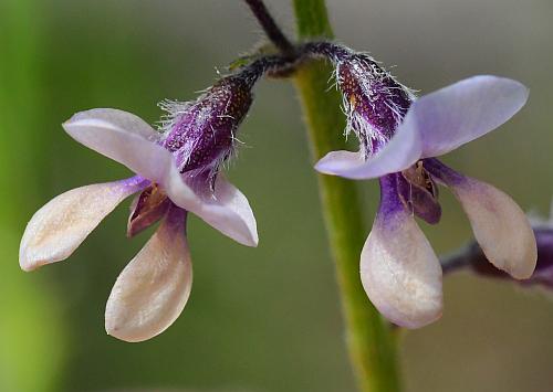 Pediomelum_tenuiflorum_flowers2.jpg