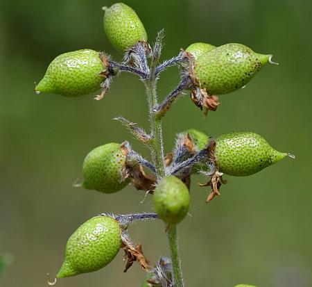 Pediomelum_tenuiflorum_fruits.jpg