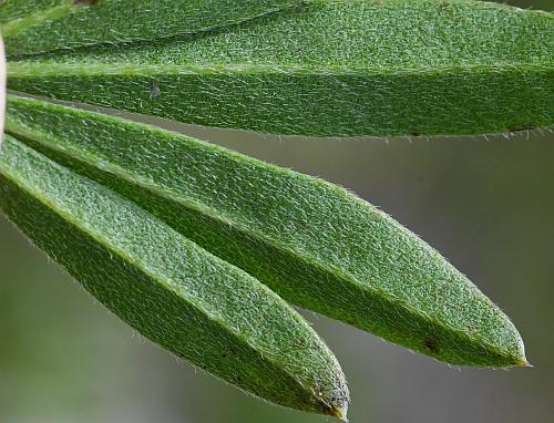 Pediomelum_tenuiflorum_leaf2a.jpg