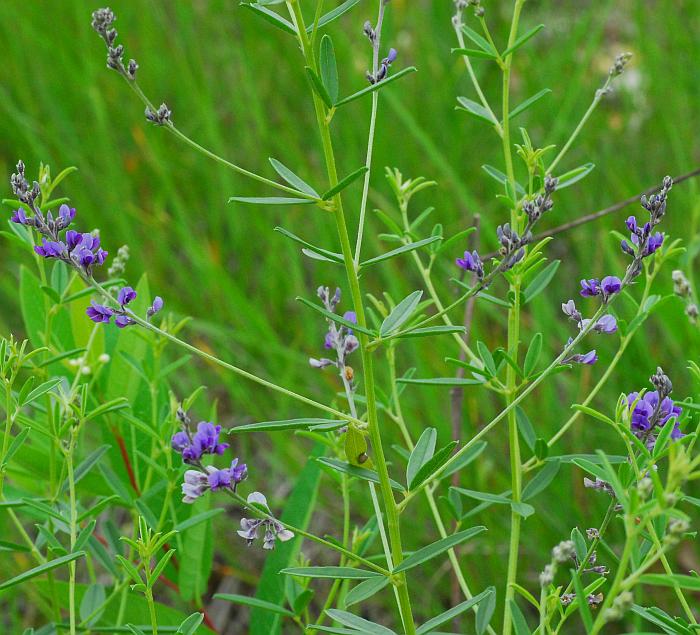 Pediomelum_tenuiflorum_plant.jpg