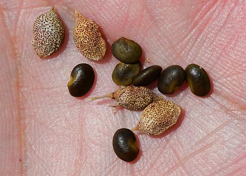 Pediomelum_tenuiflorum_seeds.jpg