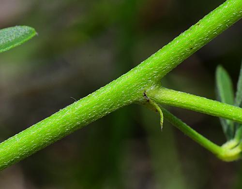 Pediomelum_tenuiflorum_stem.jpg