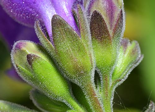 Penstemon_cobaea_calyces.jpg