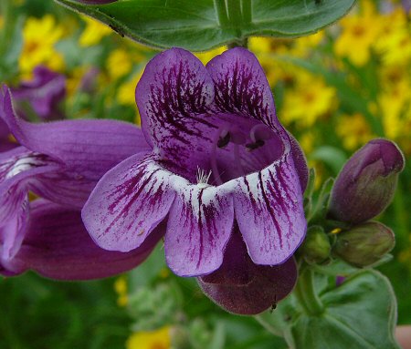 Penstemon_cobaea_flower.jpg