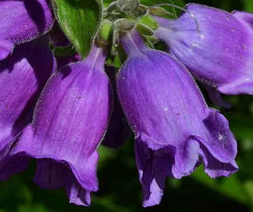 Penstemon_cobaea_flowers1.jpg