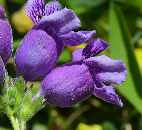 Penstemon_cobaea_flowers2.jpg