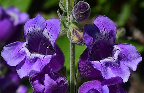 Penstemon_cobaea_flowers3.jpg