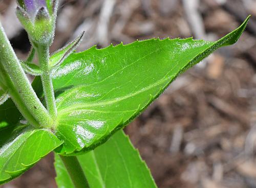 Penstemon_cobaea_leaf1.jpg