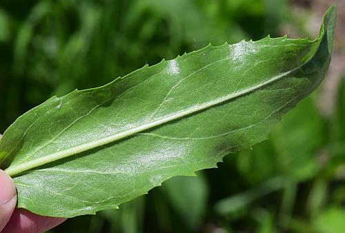 Penstemon_cobaea_leaf2.jpg