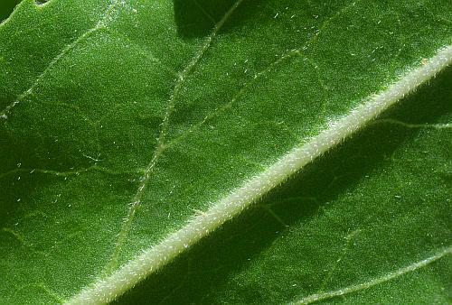 Penstemon_cobaea_leaf2a.jpg