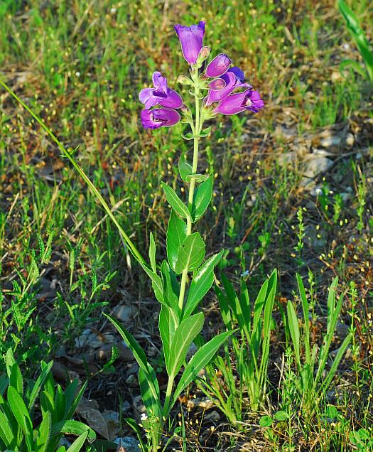 Penstemon_cobaea_plant.jpg