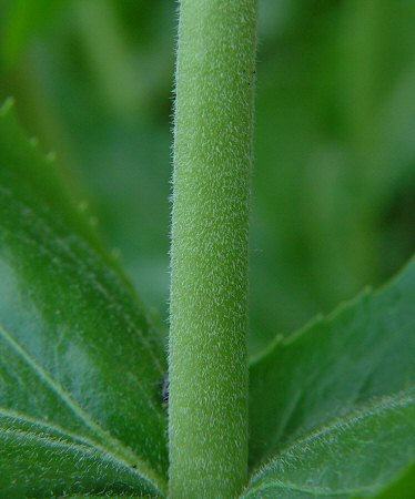 Penstemon_cobaea_stem.jpg