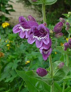 Penstemon cobaea thumbnail