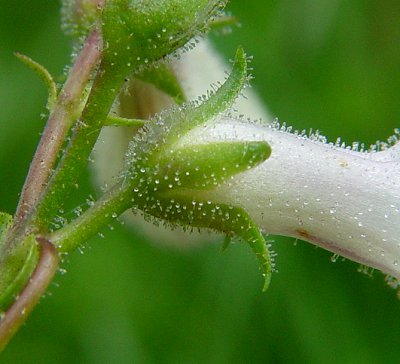 Penstemon_digitalis_calyx.jpg