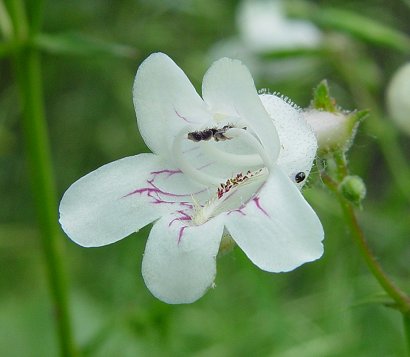 Penstemon_digitalis_corolla.jpg