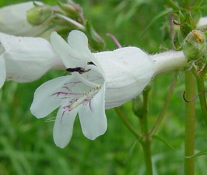 Penstemon_digitalis_corolla2.jpg