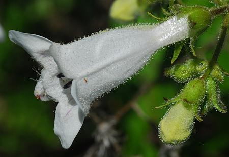 Penstemon_digitalis_flower.jpg