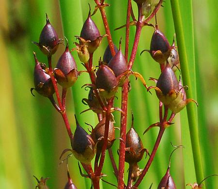 Penstemon_digitalis_fruits.jpg