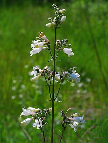 Penstemon_digitalis_inflorescence.jpg